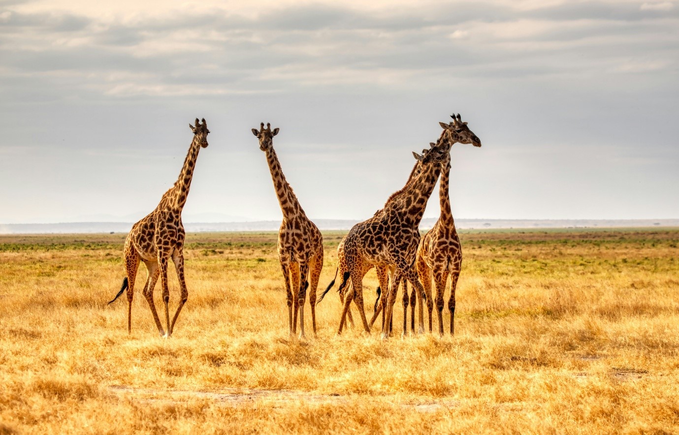 Op avontuur door Afrika is een betoverende ervaring